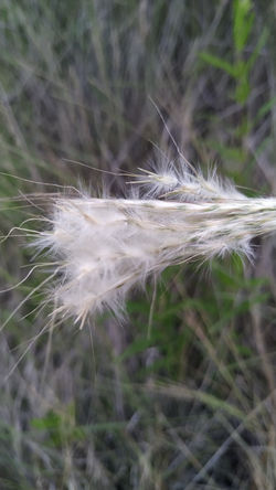 Texturas Vitales