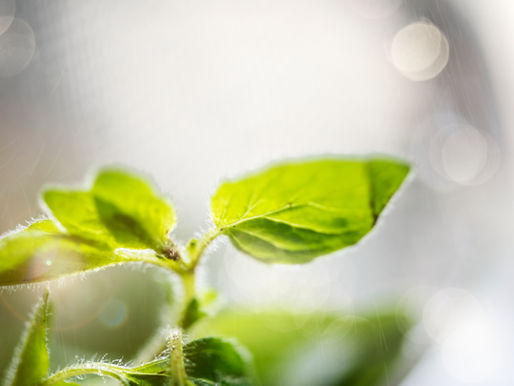 Acupuncture and Fertility Support in Koreatown, Los Angeles: What the Research Says