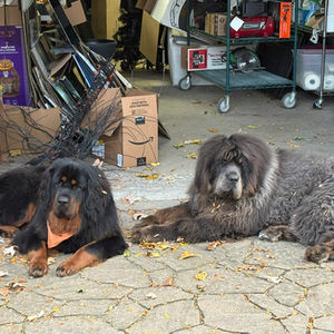 Tibetan Mastiff Showcase