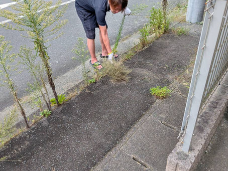 🧹スッキリ綺麗に!感謝を込めた草刈り奉仕活動🌿✨