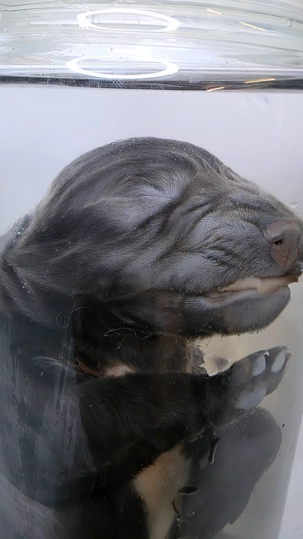 Thumbnail: XL Bully Wet Specimen (rare)