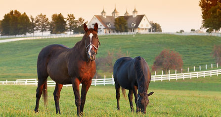 Kentucky Horses & Bourbon.jpg