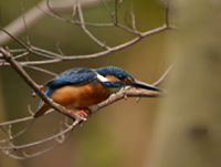 星や鳥、虫やキノコを見つけるのが大好き