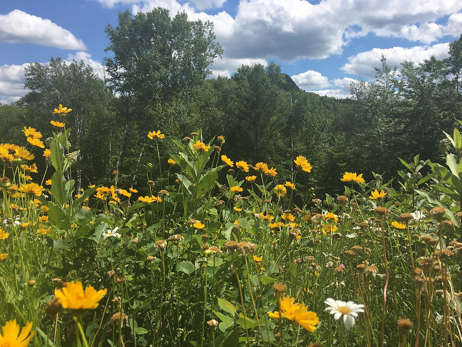 Sunflowers, sky with green trees and bright sunlight.