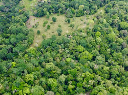 Land and Forest in Development