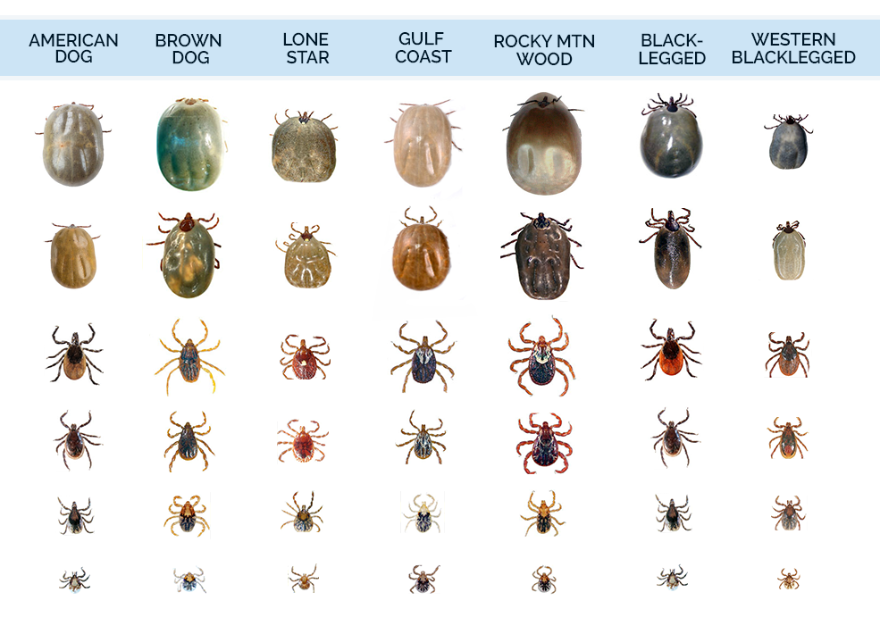 Tick Borne Diseases And Your Dog ticks-infestation-ticks-in-humans-and-animals-youtube