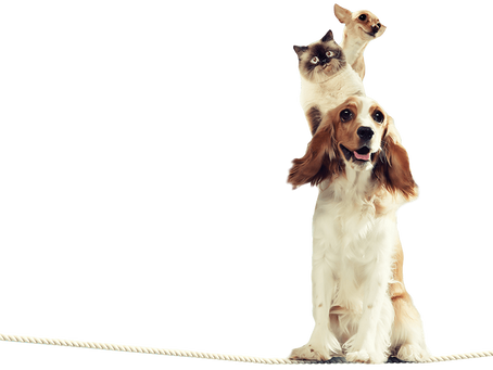 Building a Low-Stress Lifestyle for you pet
