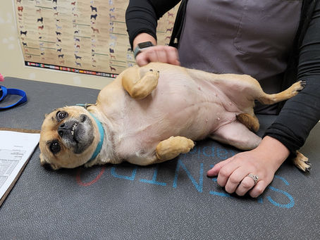 How to use the Stress Ladder to understand your pet’s behavior