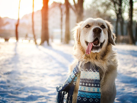 Do my pets really need flea/tick/heartworm prevention in the winter months?