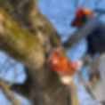 treeremoval_89598097.jpeg