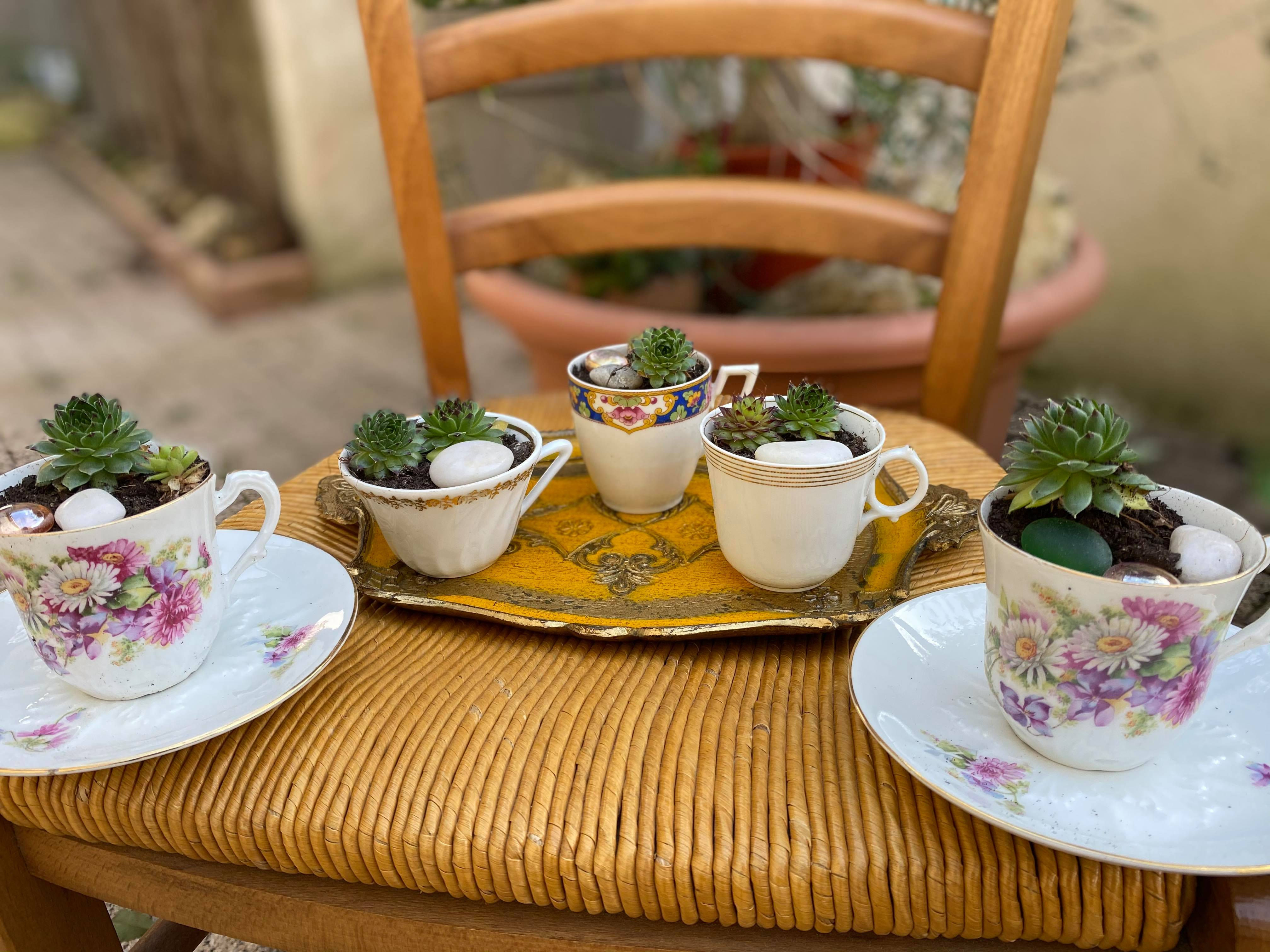 Tasse et pots à succulents