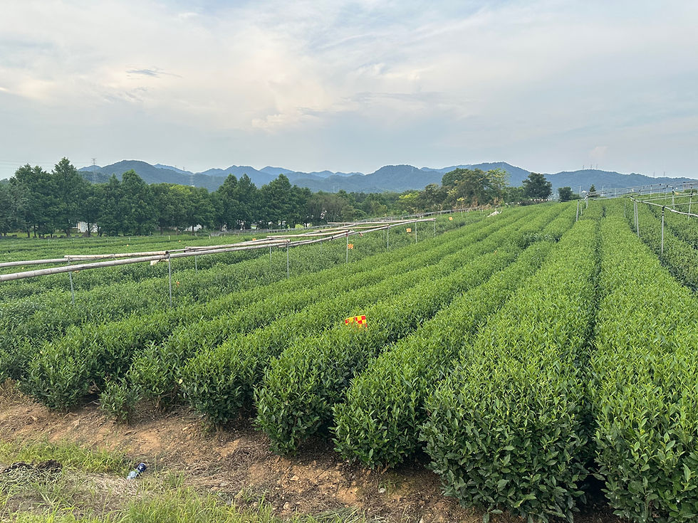 Thumbnail: Award-winning Pre-ming West Lake Long Jing Black Tea.