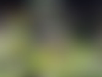 The Splendour of Love