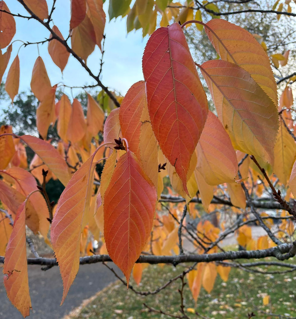 Autumn Days and Loving Others