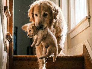 Image creation: Heartbreaking Puppy Separation