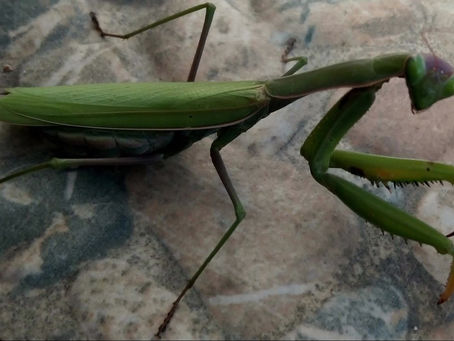 Wildlife at Iremia