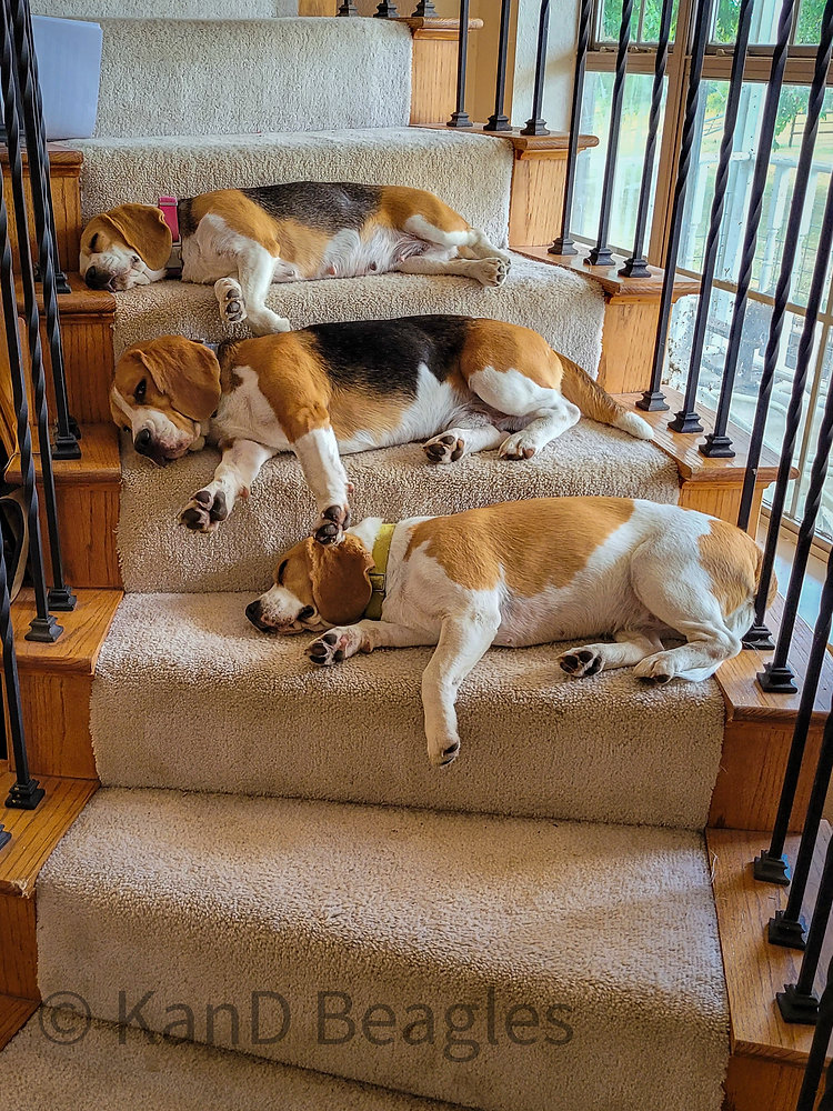 All About Beagles Shedding