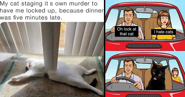 catmeme.png