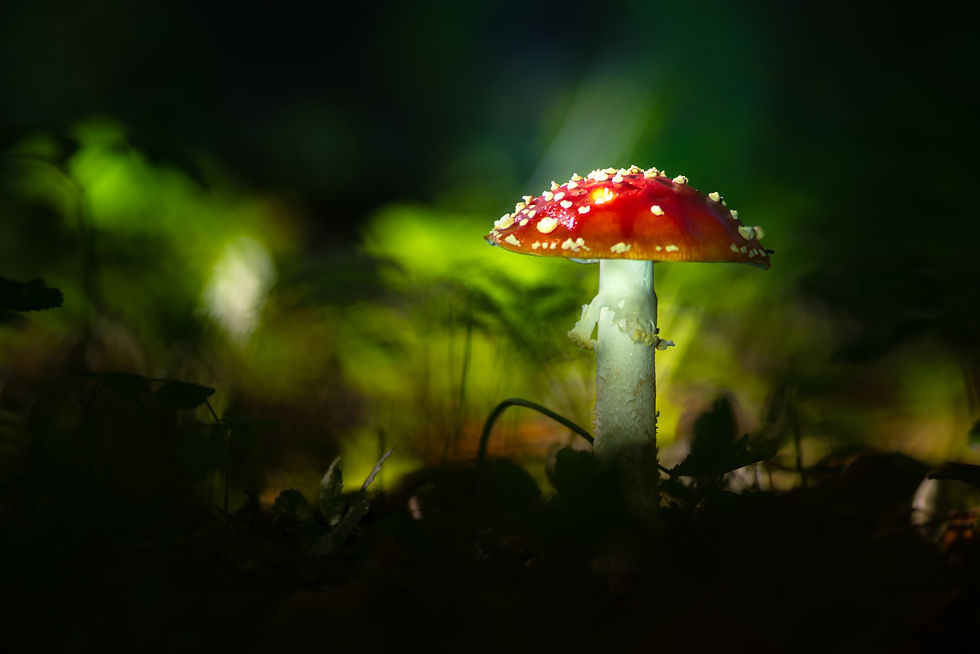 Enforet