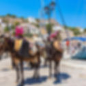 Donkeys