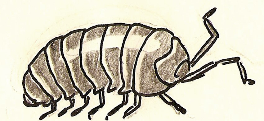 Slater Bug- Giftedness