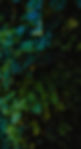Alexandra Dorantes_edited_edited_edited.jpg