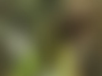 茶葉究竟能不能治病?