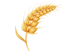 Wheat img 1