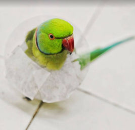 parrot treatment / parrot doctor for cold / loose motion  
bird treatment near me  
 treatment for bird not eating  
treatment for bird feather plucking 
treatment for bird breathing problem  