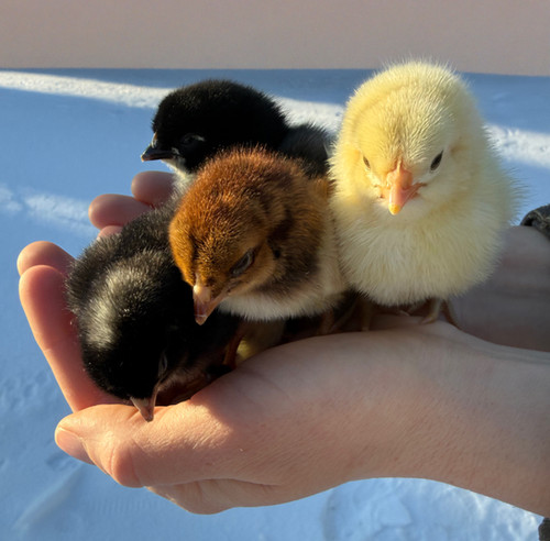 Rainbow Dozen Chicks - One Dozen - Day Old - Straight Run - Mixed