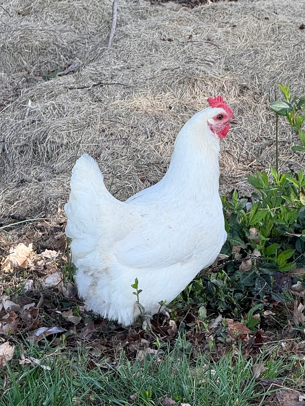 Thumbnail: Bresse near me