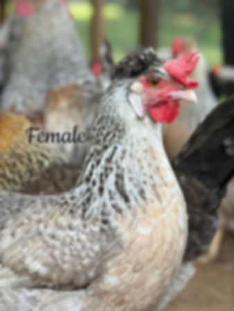 Cream Legbar Female Chick