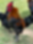 Thumbnail: Black Copper Maran Rooster