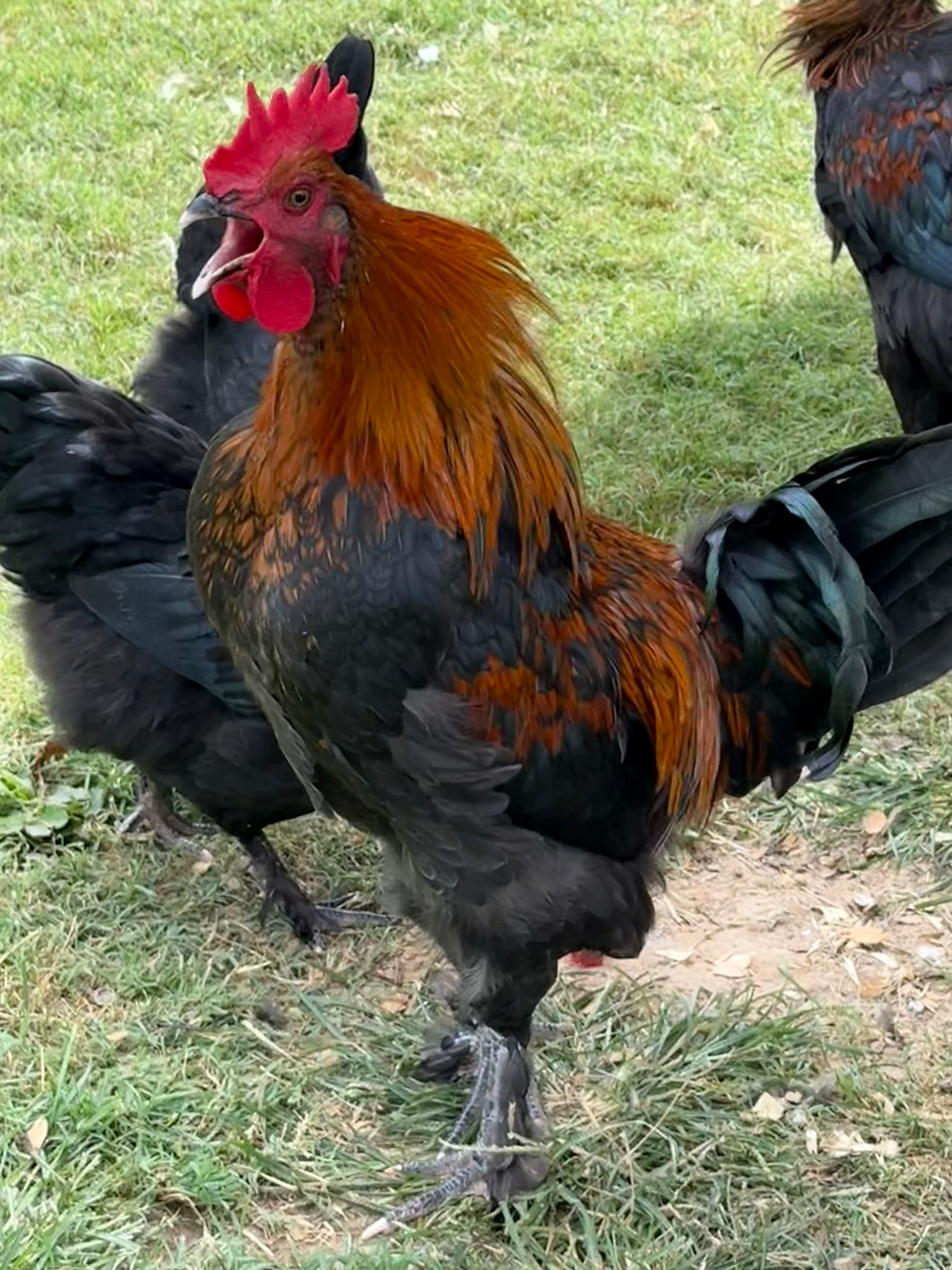 Thumbnail: French Black Copper Maran Hatching Eggs - One Dozen