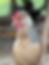 Thumbnail: Cream Legbar Female