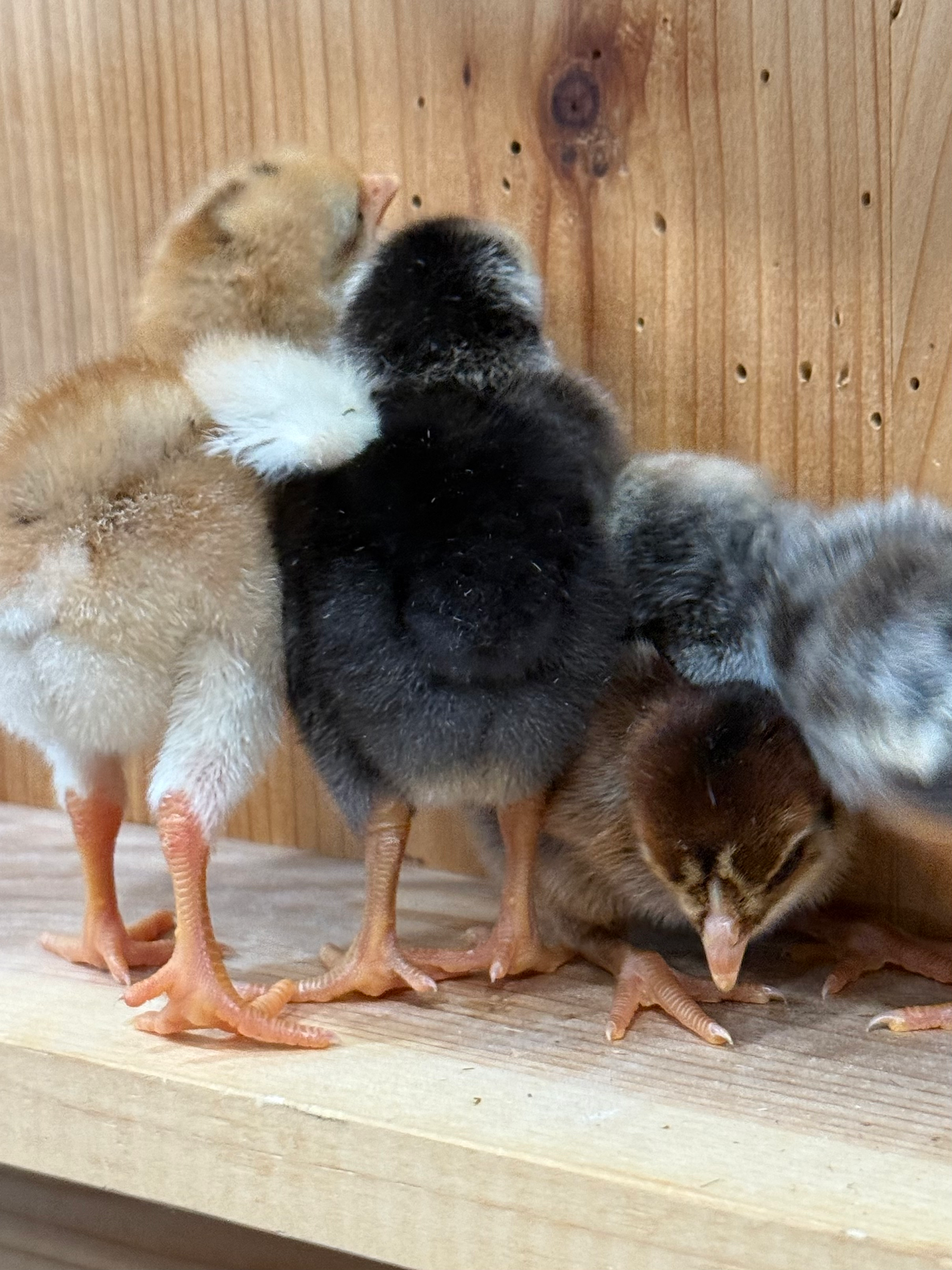Rainbow Dozen Baby Chicks