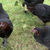 Thumbnail: Black Copper Marans