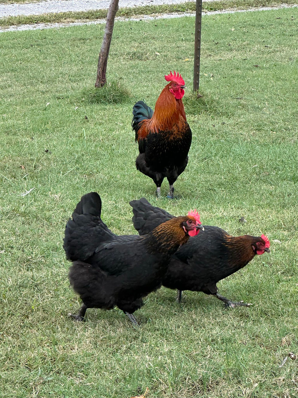 Thumbnail: French Black Copper Maran Chicks - Day Old  Chicks - Straight Run