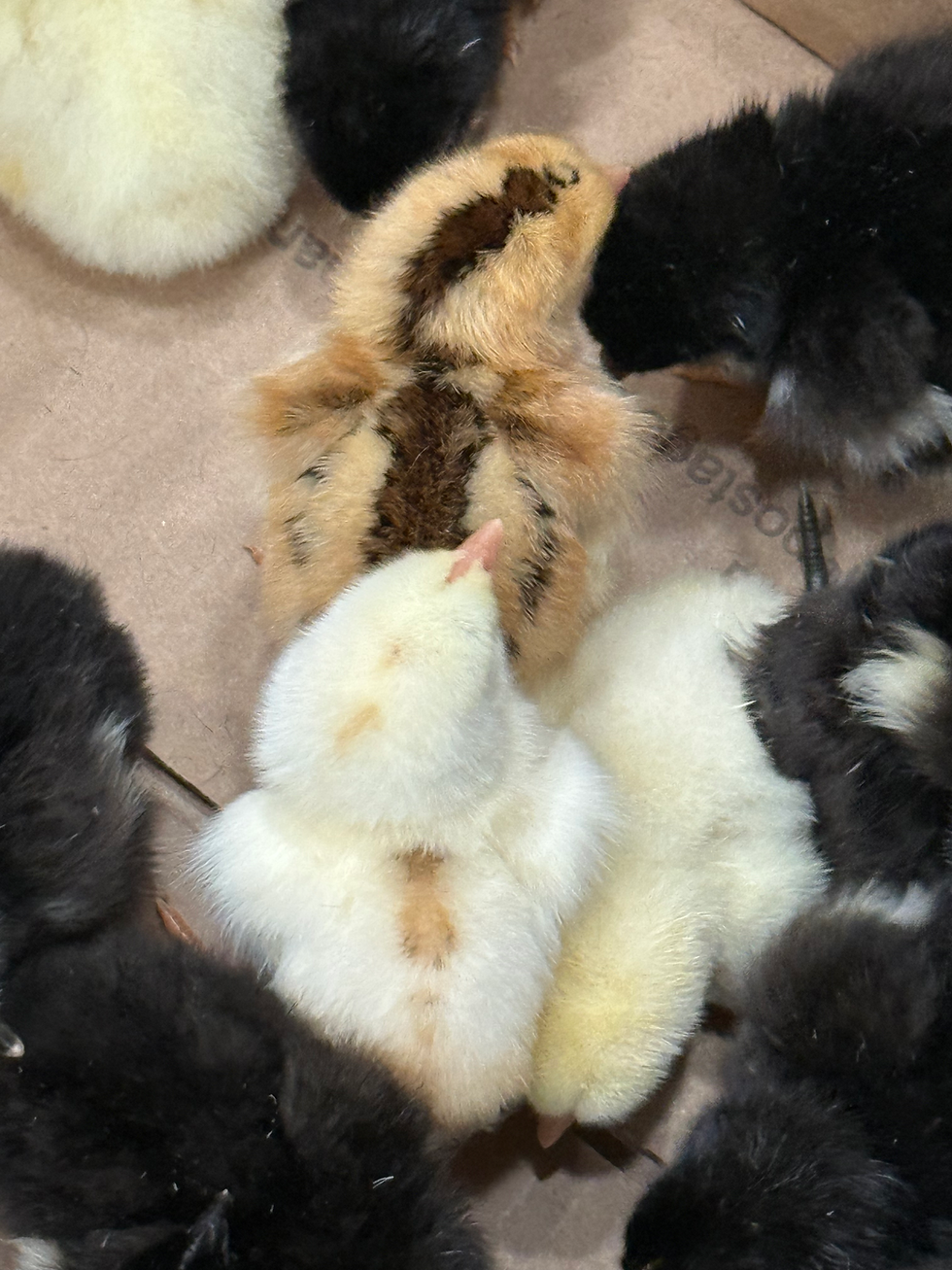 Thumbnail: Baby CHicks