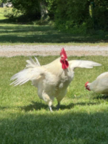 American Bresse Chicks - Day Old Chicks - Straight Run