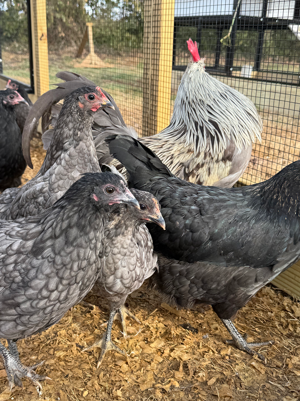 Thumbnail: Isbar Chickens