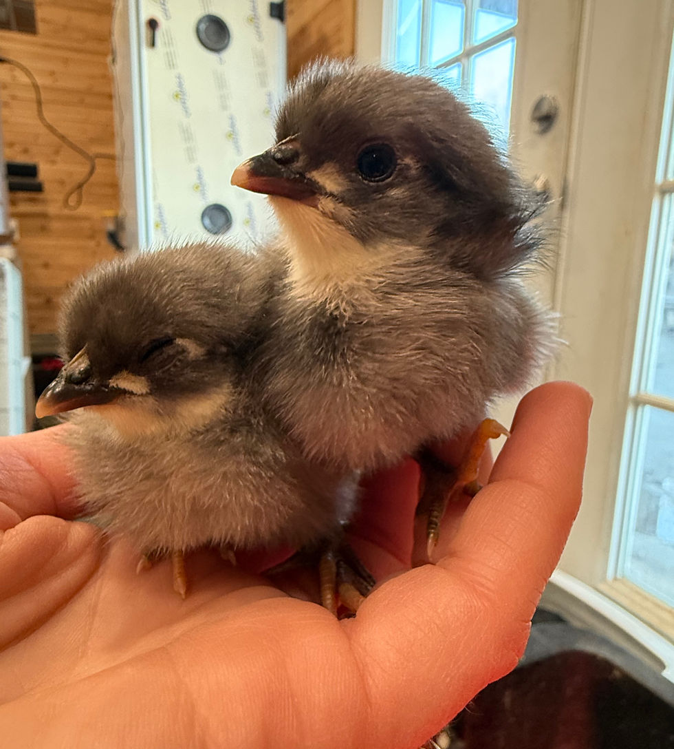 Thumbnail: Silverudd Blue Chicks for sale