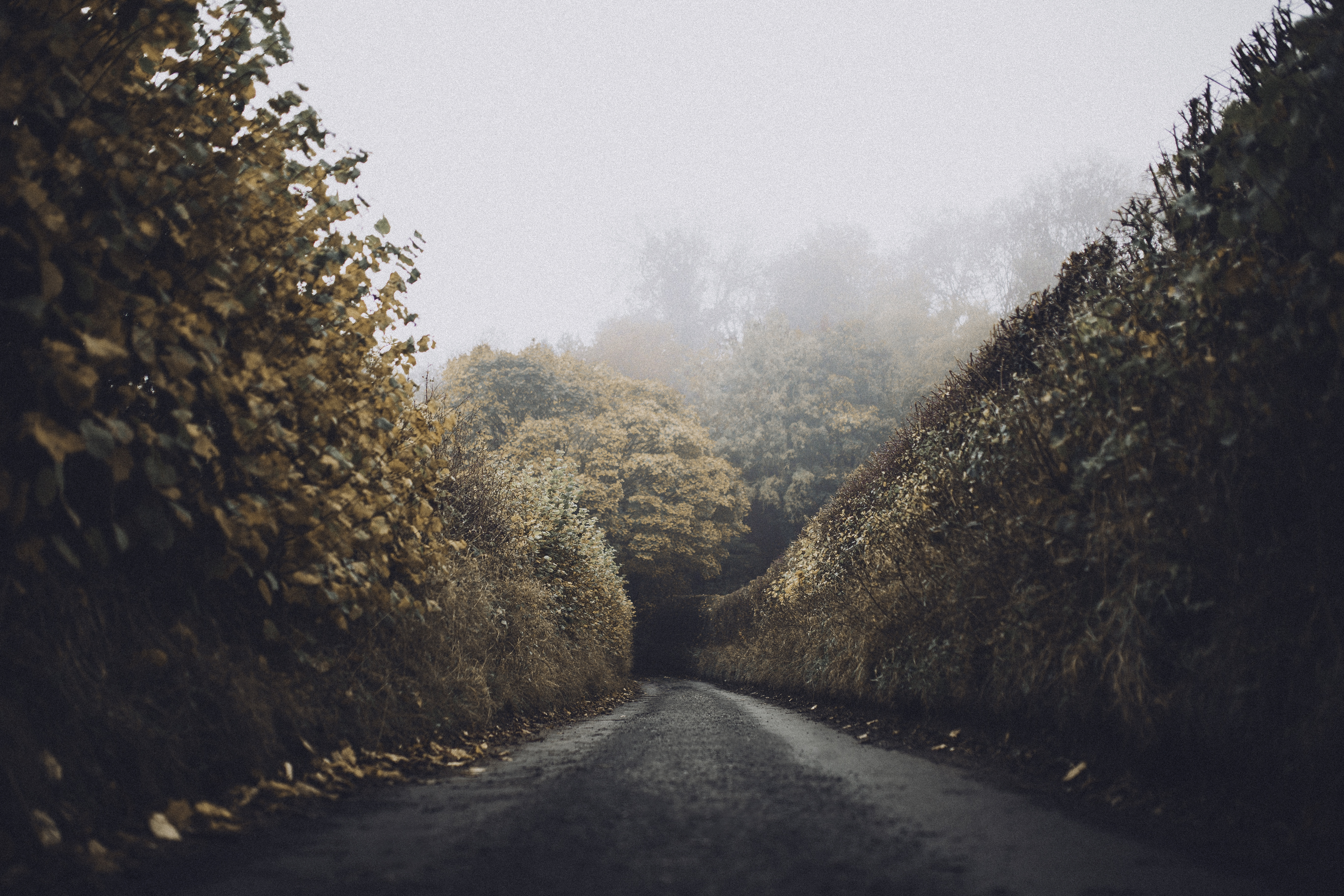 Autumn Road