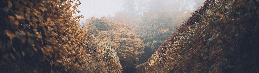 Foggy Forest Path