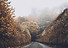 Autumn Road