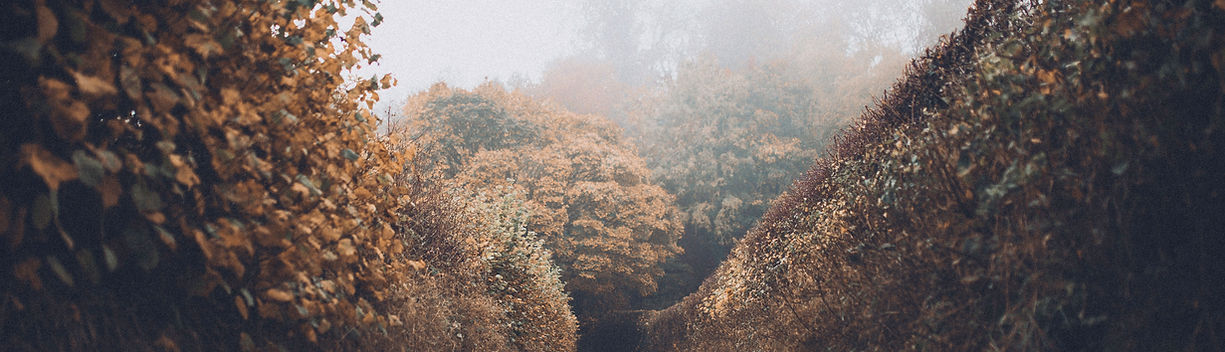 Autumn Road