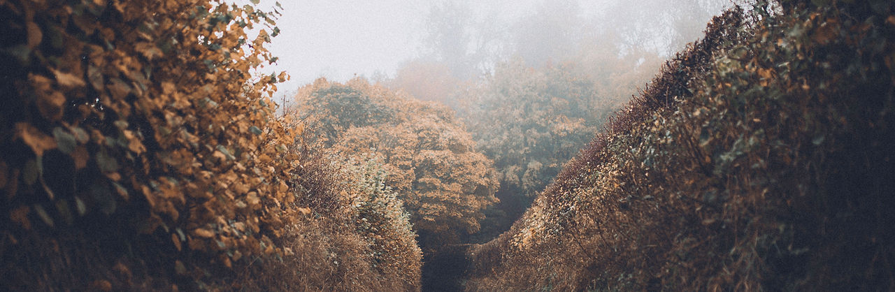 Autumn Road