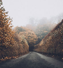 Autumn Road