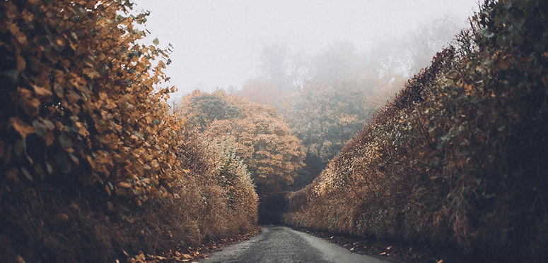 Autumn Road