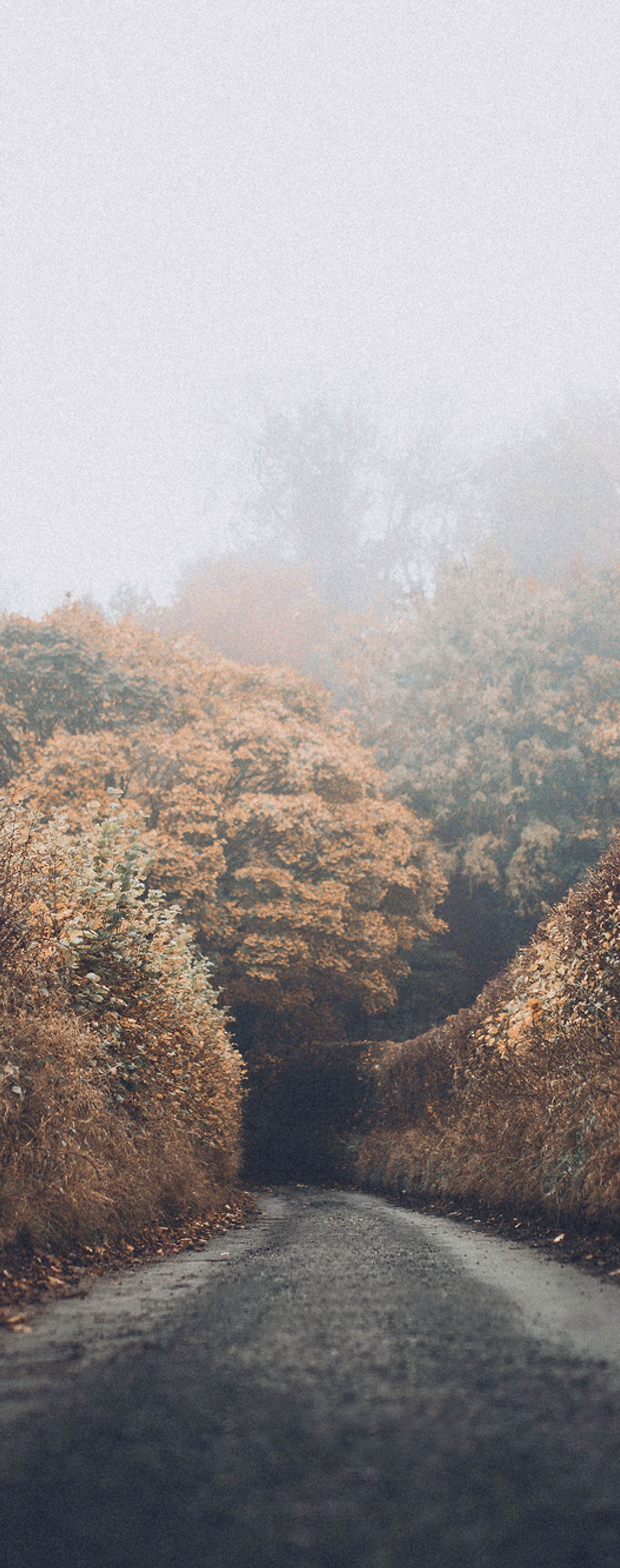 Autumn Road
